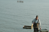 Shiner Trapping Lake Winnibigoshish